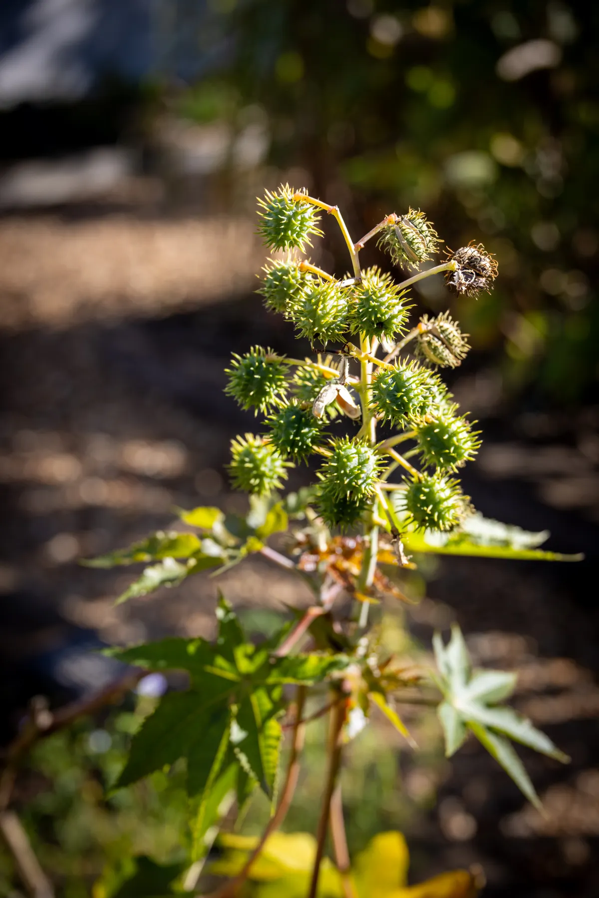 A castor bean plant, the source of castor oil for face and eye-area products, with distinctive spiky seed pods in sunlight.